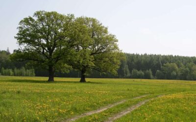 What to consider before purchasing a 2-acre lot